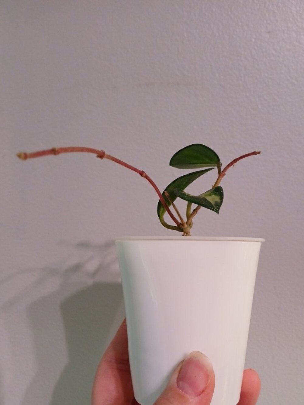 Hoya Mathilde Varigated - Picture 4 of 4